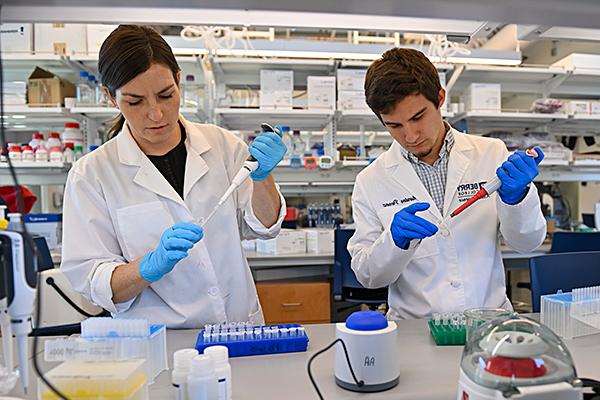 Animal science major Hunter Perez conducts research on the immune system of sheep with Amy Abrams, assistant professor of animal science.